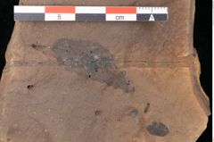 Foto (Detailsansicht) von Quercus palaeoilex Ettingshausen (NHMW-GEO-2024-0188-0870)